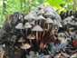 Cifra kígyógomba (Mycena inclinata), Budai-hegység
